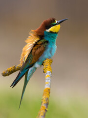 Bijeneter; Bee-eater; Merops apiaster