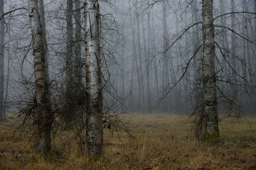misty morning in the forest