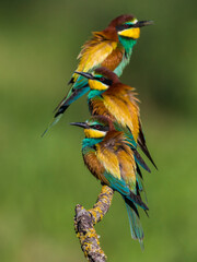 Bijeneter; Bee-eater; Merops apiaster