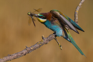 Bijeneter, European Bee-eater, Merops apiaster