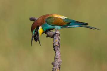 Bijeneter; Bee-eater; Merops apiaster
