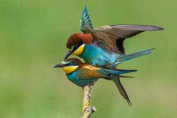 Bijeneter; Bee-eater; Merops apiaster