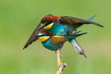 Bijeneter; Bee-eater; Merops apiaster