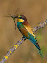 Bijeneter, European Bee-eater, Merops apiaster
