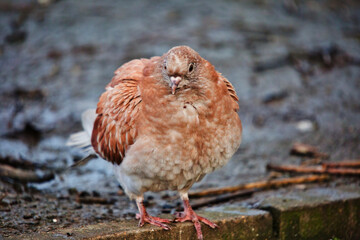 Cute and Beautiful Wildlife Animal Posing