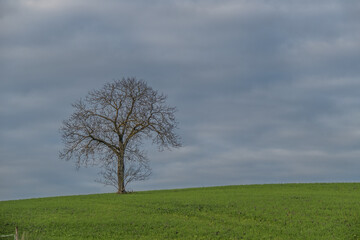 Fototapeta na wymiar Obstbaum im Winter