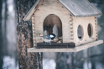 feeder for birds. bird house on tree.