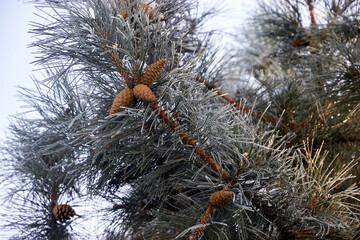 Naklejka na ściany i meble pine branch with cones and needles covered with frost