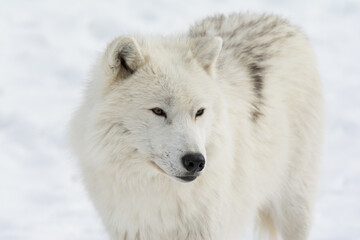 Obraz na płótnie Canvas White Arctic Wolf in Quebec Winter