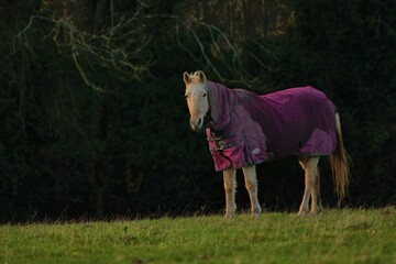 Horse dressed for winter in pink  horse blankets., in English fields.