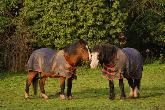 Two horses in scruffy horse blankets nuzzling each other in an English field - Powered by Adobe