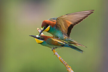 Bijeneter, European Bee-eater, Merops apiaster