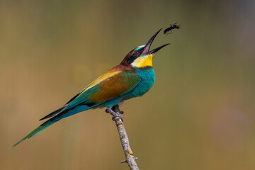 Bijeneter, European Bee-eater, Merops apiaster