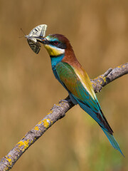 Bijeneter, European Bee-eater, Merops apiaster