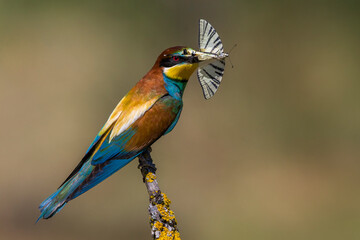 Bijeneter, European Bee-eater, Merops apiaster