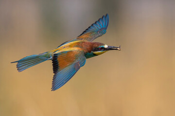 Bijeneter, European Bee-eater, Merops apiaster