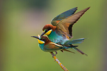 Bijeneter, European Bee-eater, Merops apiaster
