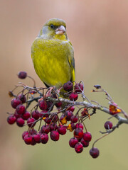 Groenling; Greenfinch; Carduelis chloris