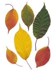 Naklejka premium arrangement of multicolor leaves at autumn isolated close up