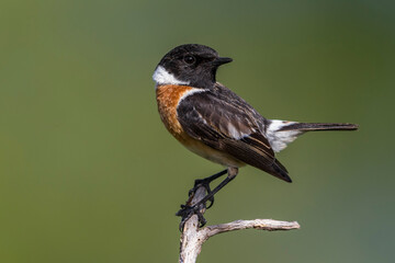 Roodborsttapuit; European Stonechat; Saxicola rubicola
