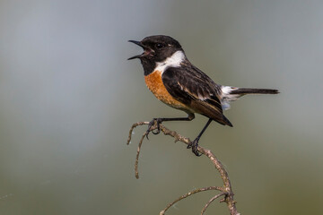 Roodborsttapuit; European Stonechat; Saxicola rubicola