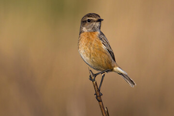 Fototapeta premium Roodborsttapuit, European Stonechat, Saxicola torquata