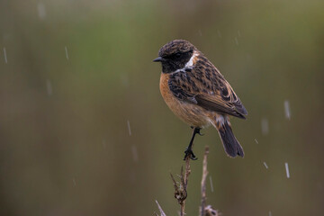Roodborsttapuit; European Stonechat; Saxicola rubicola
