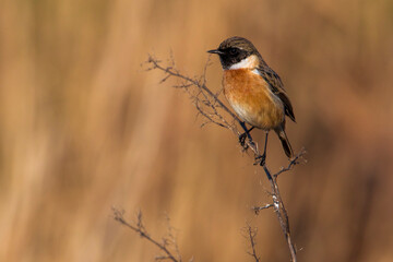 Roodborsttapuit, European Stonechat, Saxicola torquata
