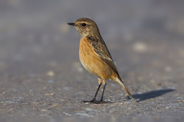 Roodborsttapuit, European Stonechat, Saxicola torquata