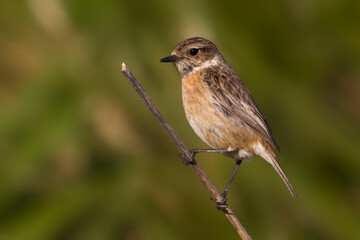 Roodborsttapuit; European Stonechat; Saxicola rubicola