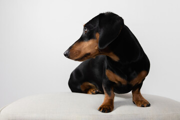 Dackel Zwergdackel Schwarz-Braun Hund
