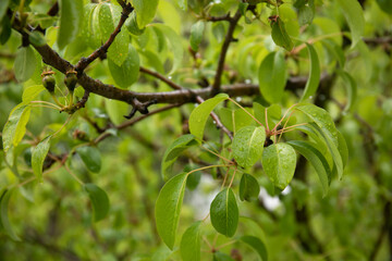 Little pears on tree in fruit garden