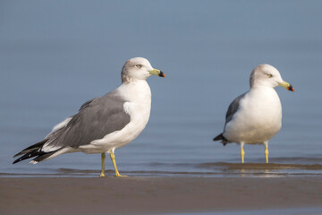 Japanse Meeuw; Black-tailed Gull; Larus crassirostris