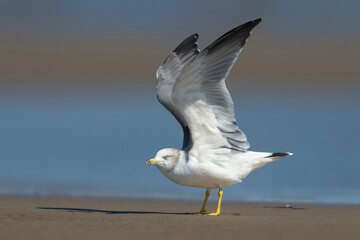 Japanse Meeuw; Black-tailed Gull; Larus crassirostris