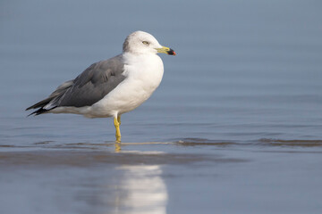 Japanse Meeuw; Black-tailed Gull; Larus crassirostris