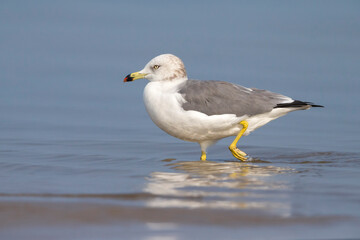 Japanse Meeuw; Black-tailed Gull; Larus crassirostris