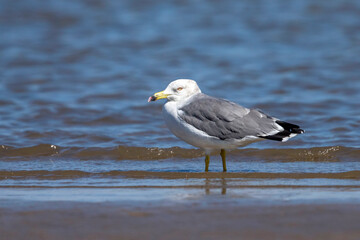 Japanse Meeuw; Black-tailed Gull; Larus crassirostris