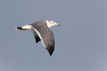 Japanse Meeuw; Black-tailed Gull; Larus crassirostris