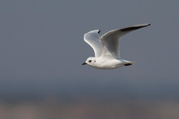 Saunders' Meeuw; Saunders's Gull; Saundersilarus saundersi