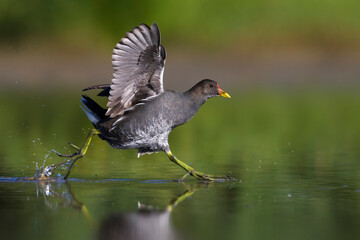 Waterhoen; Common Moorhen; Gallinula chloropus