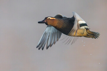 Zomertaling, Garganey, Anas guerguedula