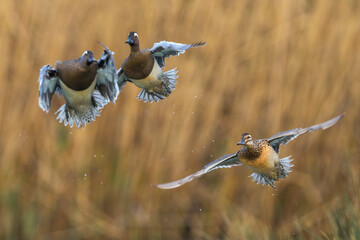 Zomertaling, Garganey, Anas guerguedula © AGAMI