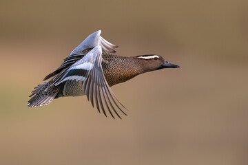 Zomertaling; Garganey; Anas querquedula