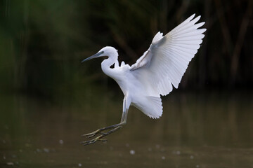 Kleine Zilverreiger; Little Egret; Egretta garzetta