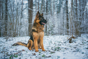 Portrait of a beautiful long-haired German shepherd dog in the winter forest in the evening.