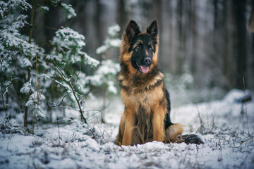 Portrait of a beautiful long-haired German shepherd dog in the winter forest in the evening.