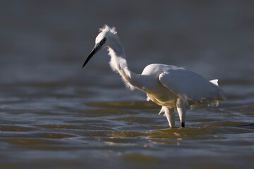 Kleine Zilverreiger; Little Egret; Egretta garzetta