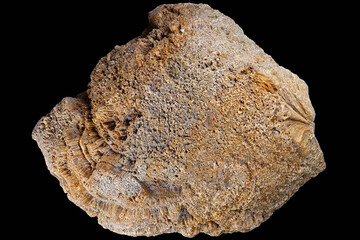 Fossilized colonial sponge (Genus Chaetetes). Carboniferous period, Russia
