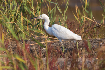 Chinese Zilverreiger; Chinese Egret; Egretta eulophotes