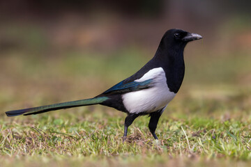 Ekster, Eurasian Magpie, Pica pica